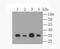 Mitochondrial Calcium Uniporter antibody, NBP2-76948, Novus Biologicals, Western Blot image 