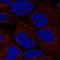 Basigin (Ok Blood Group) antibody, HPA074870, Atlas Antibodies, Immunocytochemistry image 