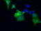 SDH antibody, TA500749, Origene, Immunofluorescence image 