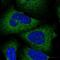 Spermatogenesis-associated protein 5 antibody, PA5-57664, Invitrogen Antibodies, Immunofluorescence image 