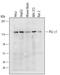 Phospholipase C Gamma 1 antibody, MAB32881, R&D Systems, Western Blot image 