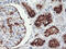 Regulator of G-protein signaling 16 antibody, M04881, Boster Biological Technology, Immunohistochemistry paraffin image 
