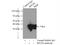 Ribosomal Protein Lateral Stalk Subunit P0 antibody, 11290-2-AP, Proteintech Group, Immunoprecipitation image 