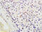 SCARA1 antibody, GTX51749, GeneTex, Immunohistochemistry paraffin image 