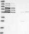 Family With Sequence Similarity 193 Member B antibody, NBP1-90436, Novus Biologicals, Western Blot image 
