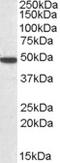 SEC61A1 antibody, LS-B5905, Lifespan Biosciences, Western Blot image 
