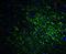 SLIT and NTRK-like protein 1 antibody, GTX31333, GeneTex, Immunohistochemistry paraffin image 