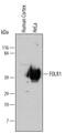 Folate Receptor Alpha antibody, MAB5646, R&D Systems, Western Blot image 