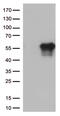 Hepatitis A Virus Cellular Receptor 2 antibody, TA812558S, Origene, Western Blot image 