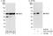Methyl-CpG-binding domain protein 2 antibody, A301-633A, Bethyl Labs, Immunoprecipitation image 