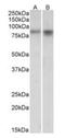 Neuronal PAS Domain Protein 4 antibody, orb125111, Biorbyt, Western Blot image 