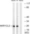 Aldo-Keto Reductase Family 1 Member E2 antibody, abx014170, Abbexa, Western Blot image 