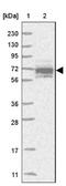 Meiosis Specific With Coiled-Coil Domain antibody, NBP1-83495, Novus Biologicals, Western Blot image 