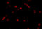 Programmed cell death protein 5 antibody, A02613, Boster Biological Technology, Immunofluorescence image 