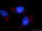 Calmodulin-like protein 3 antibody, 17275-1-AP, Proteintech Group, Immunofluorescence image 