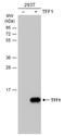 Trefoil Factor 1 antibody, NBP2-16376, Novus Biologicals, Immunoprecipitation image 