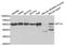 ETS Variant 4 antibody, TA332920, Origene, Western Blot image 