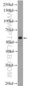F7 antibody, 23058-1-AP, Proteintech Group, Western Blot image 