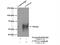 Cytochrome P450 Family 1 Subfamily A Member 1 antibody, 13241-1-AP, Proteintech Group, Immunoprecipitation image 