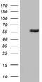 Pyruvate Kinase M1/2 antibody, TA190264, Origene, Western Blot image 