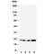Caveolin 2 antibody, R30617, NSJ Bioreagents, Western Blot image 