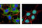 Forkhead Box O3 antibody, 2497S, Cell Signaling Technology, Immunocytochemistry image 