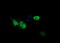 ETS Transcription Factor ERG antibody, LS-C174684, Lifespan Biosciences, Immunofluorescence image 