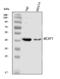 Branched Chain Amino Acid Transaminase 1 antibody, PA1538, Boster Biological Technology, Western Blot image 