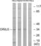 Olfactory Receptor Family 8 Subfamily J Member 3 antibody, LS-C120922, Lifespan Biosciences, Western Blot image 