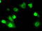 Serine Racemase antibody, TA500981, Origene, Immunofluorescence image 