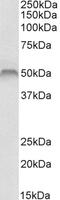 Homeobox A10 antibody, 43-398, ProSci, Enzyme Linked Immunosorbent Assay image 