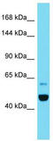 Importin 11 antibody, TA345034, Origene, Western Blot image 