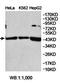 Protein O-Fucosyltransferase 1 antibody, orb78414, Biorbyt, Western Blot image 