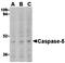 Caspase 5 antibody, orb74594, Biorbyt, Western Blot image 