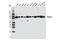 Gelsolin antibody, 12953S, Cell Signaling Technology, Western Blot image 
