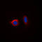 Calnexin antibody, LS-C351910, Lifespan Biosciences, Immunofluorescence image 