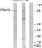 Cadherin 19 antibody, PA5-38856, Invitrogen Antibodies, Western Blot image 