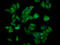 Cullin 7 antibody, LS-C680333, Lifespan Biosciences, Immunofluorescence image 