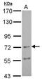 Cholinergic Receptor Nicotinic Alpha 4 Subunit antibody, NBP2-19539, Novus Biologicals, Western Blot image 