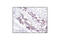 Junction Plakoglobin antibody, 2309S, Cell Signaling Technology, Immunohistochemistry paraffin image 