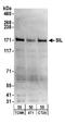STIL Centriolar Assembly Protein antibody, A302-442A, Bethyl Labs, Western Blot image 