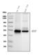 Solute Carrier Family 10 Member 1 antibody, PB9745, Boster Biological Technology, Western Blot image 