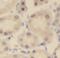 NUAK Family Kinase 2 antibody, FNab05886, FineTest, Immunohistochemistry frozen image 