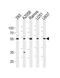 Cell Division Cycle Associated 7 Like antibody, PA5-72164, Invitrogen Antibodies, Western Blot image 