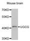 UDP-Glucose Ceramide Glucosyltransferase antibody, LS-C334637, Lifespan Biosciences, Western Blot image 