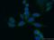 Exostosin Like Glycosyltransferase 2 antibody, 12828-1-AP, Proteintech Group, Immunofluorescence image 