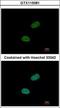 Sushi Repeat Containing Protein X-Linked antibody, GTX115081, GeneTex, Immunocytochemistry image 