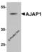Adherens Junctions Associated Protein 1 antibody, 8163, ProSci, Western Blot image 