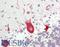 Eukaryotic Translation Elongation Factor 1 Gamma antibody, LS-B12095, Lifespan Biosciences, Immunohistochemistry frozen image 