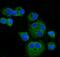 Carnitine Palmitoyltransferase 1A antibody, A00917-3, Boster Biological Technology, Immunofluorescence image 